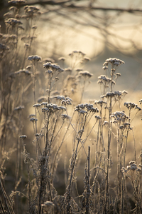 Golden Frosty Morning Flemish Countryside
