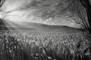 Morning Countryside Andalucia Spain