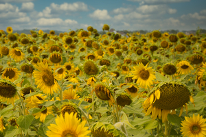Sunflower Field I - Summer Decay