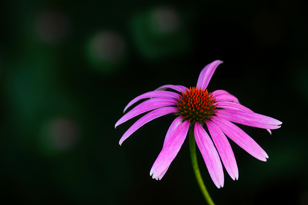 Wild Coneflower I Print
