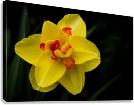 Narcisuss II Canvas Print