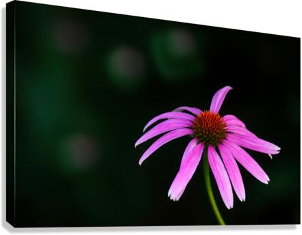 Wild Coneflower I Canvas Print
