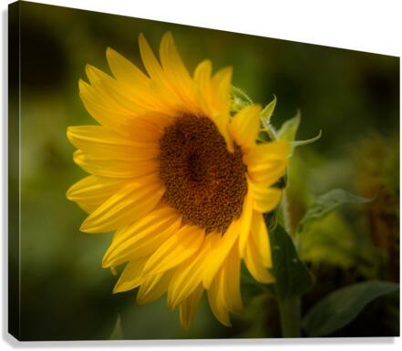 Sunflower Canvas Print