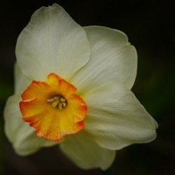 Narcissus I