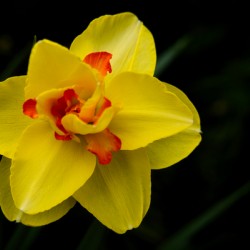 Narcisuss II