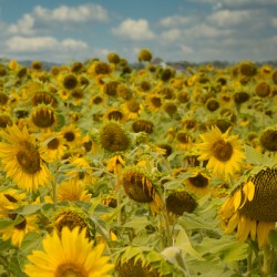 Sunflower Field I - Summer Decay