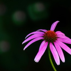 Wild Coneflower I