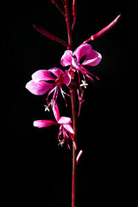 Love Flower