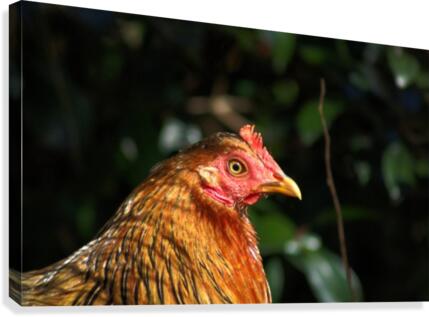 You Turkey Canvas Print
