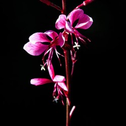 Love Flower