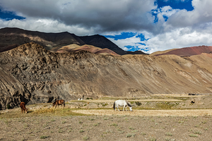 Horses and cow grazing in Himalayas. Ladakh India