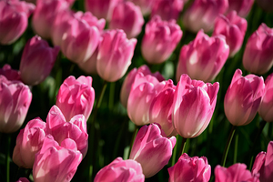 Blooming tulips flowerbed in Keukenhof flower garden Netherland