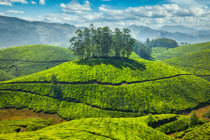 Tea plantations Print