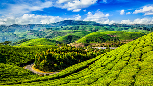 Green tea plantations in Munnar Kerala India