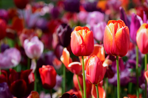 Blooming tulips flowerbed in Keukenhof flower garden Netherland