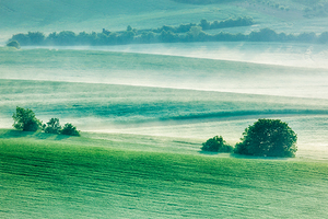 Moravian rolling fields in morning mist
