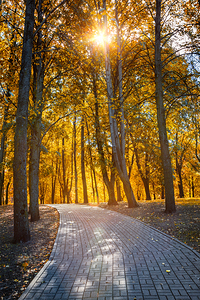 Autumn in park