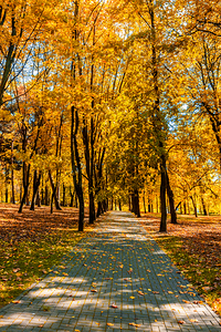 Autumn in park