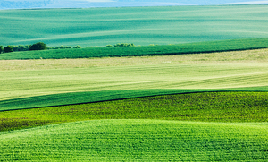 Abstract pattern of rolling fields