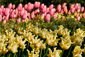 Blooming tulips flowerbed in Keukenhof flower garden Netherland