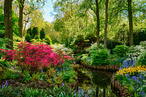 Keukenhof flower garden. Lisse the Netherlands.