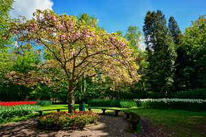 Blooming tree in Keukenhof flower garden Netherlands