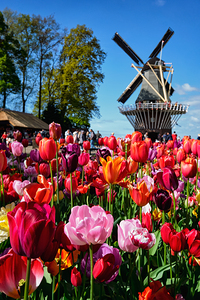 Blooming tulips flowerbed and windmill in Keukenhof flower garde