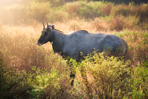 Adult blue bull or nilgai walking in the forest. Ranthambore National park Rajasthan India