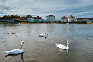 Swan in pond near Nymphenburg Palace. Munich Bavaria Germany