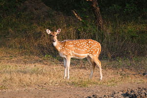 Young female chital or spotted deer in Ranthambore National Park. Rajasthan India