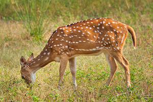 Young female chital or spotted deer in Ranthambore National Park. Safari Rajasthan India