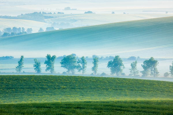 Moravian rolling landscape with trees in early morning by Dmitry Rukhlenko