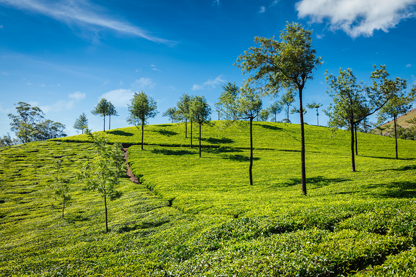 Tea plantations. Munnar Kerala India by Dmitry Rukhlenko