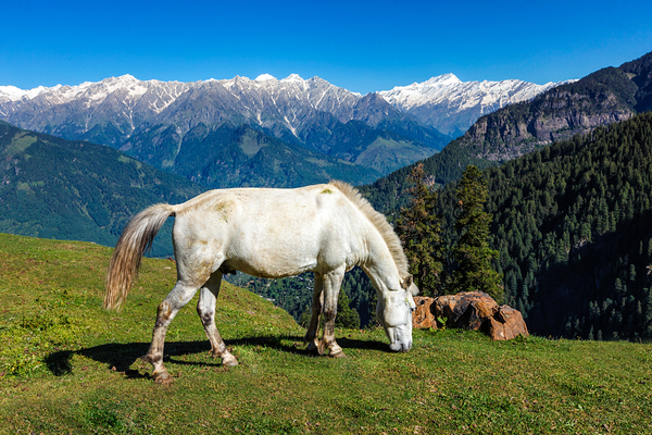 Horses in mountains. Himachal Pradesh India by Dmitry Rukhlenko
