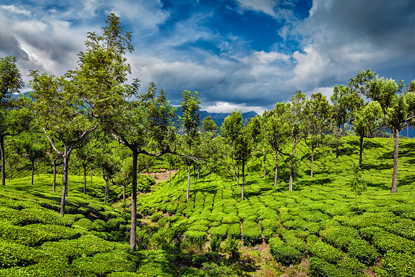 Tea plantations in mountains by Dmitry Rukhlenko