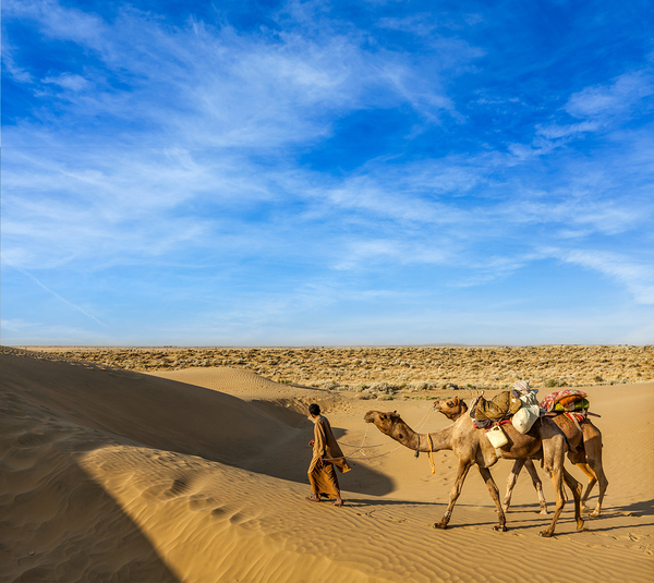 Cameleer camel driver with camels in dunes of Thar desert. Raj by Dmitry Rukhlenko