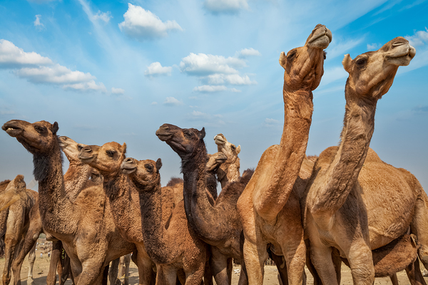 Camels at Pushkar Mela Pushkar Camel Fair  India by Dmitry Rukhlenko