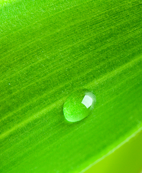 Green leaf with water droplet by Dmitry Rukhlenko