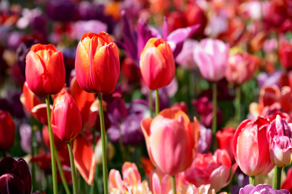 Blooming tulips flowerbed in Keukenhof flower garden Netherland by Dmitry Rukhlenko