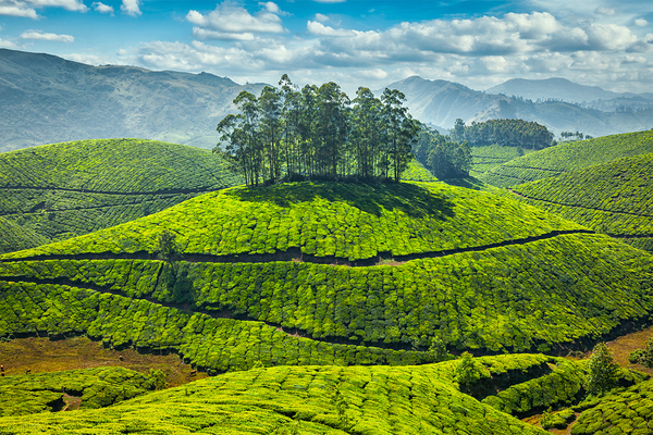 Tea plantations by Dmitry Rukhlenko