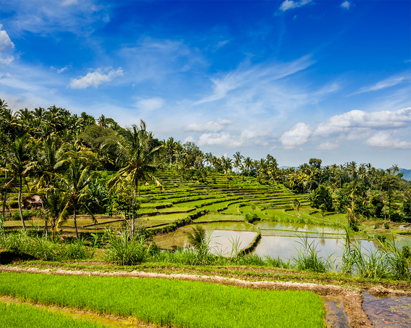 Green rice terraces by Dmitry Rukhlenko