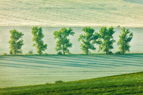 Moravian rolling landscape with trees in early morning by Dmitry Rukhlenko