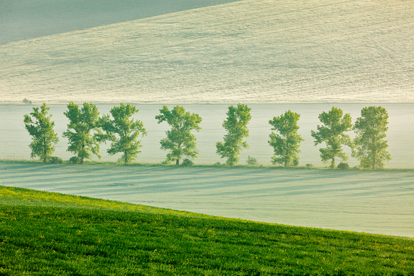 Moravian rolling landscape with trees in early morning by Dmitry Rukhlenko