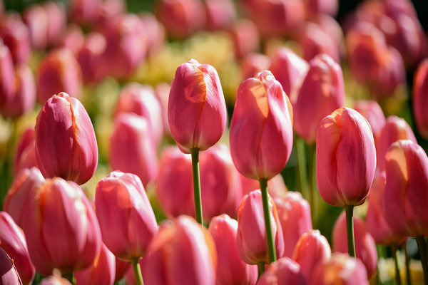 Blooming tulips flowerbed in Keukenhof flower garden Netherland by Dmitry Rukhlenko