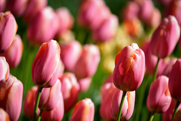 Blooming tulips flowerbed in Keukenhof flower garden Netherland by Dmitry Rukhlenko