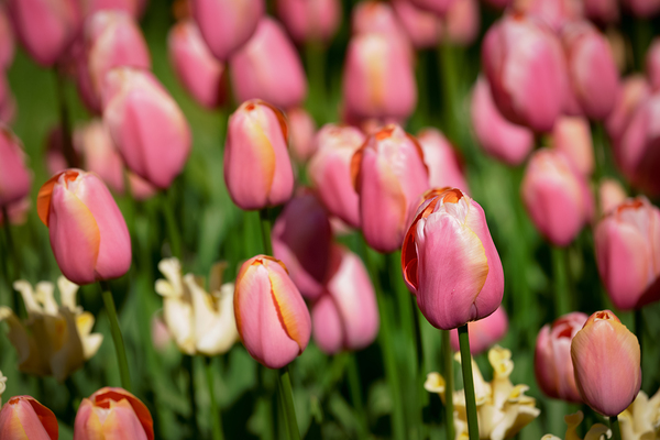 Blooming tulips flowerbed in Keukenhof flower garden Netherland by Dmitry Rukhlenko