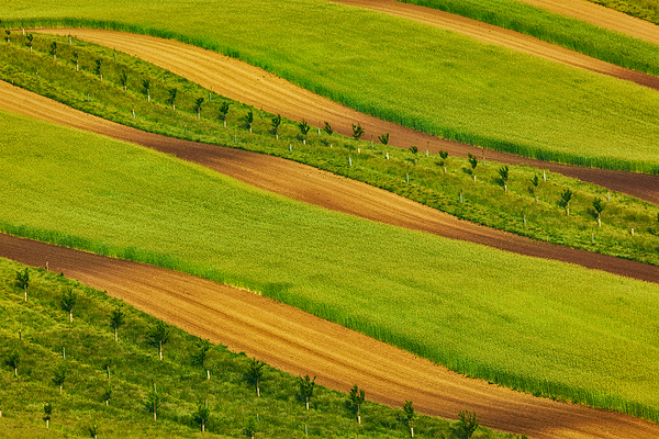 Striped fields of South Moravia by Dmitry Rukhlenko
