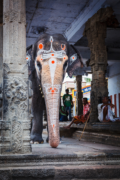 Temple elephant in Kailasanthar temple by Dmitry Rukhlenko
