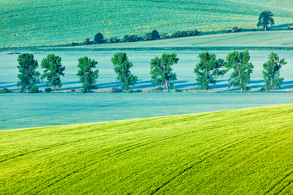 Moravian rolling landscape with trees in morning by Dmitry Rukhlenko