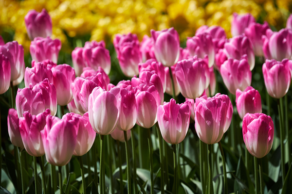 Blooming tulips flowerbed in Keukenhof flower garden Netherland by Dmitry Rukhlenko